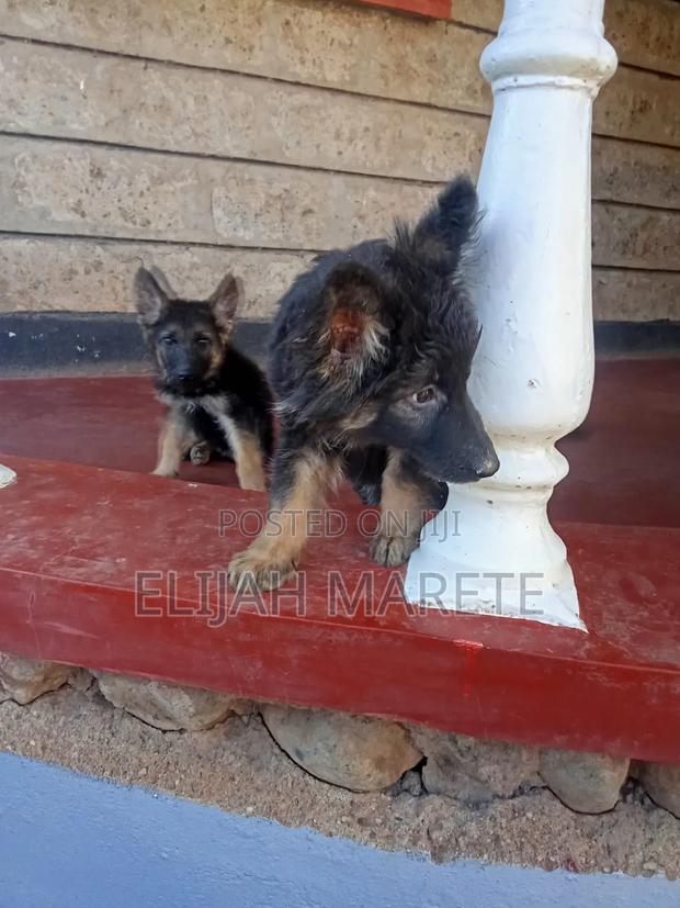 1-3 months Female Purebred German Shepherd