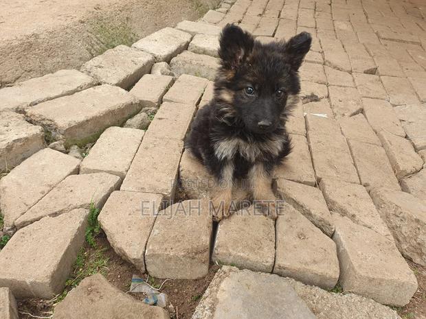 1-3 months Female Purebred German Shepherd - thumbnail 2