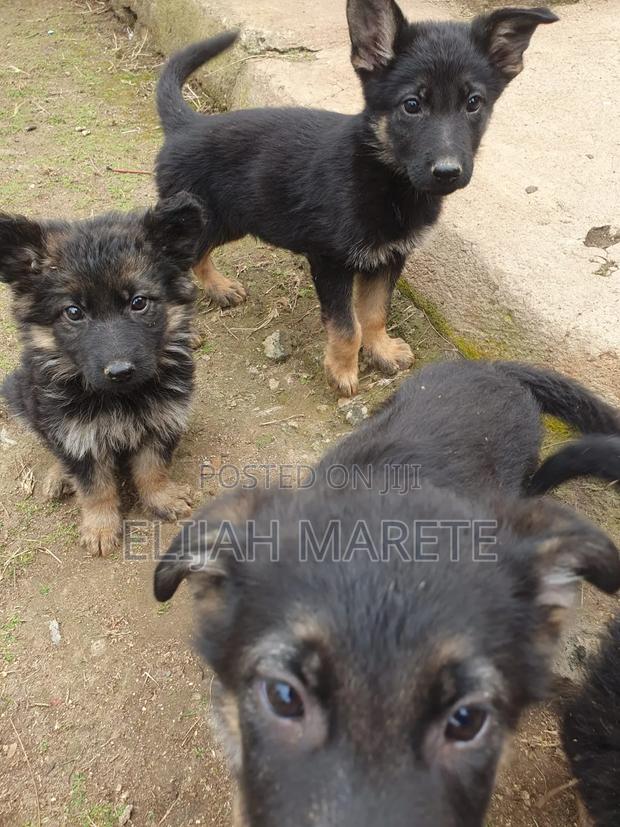 1-3 months Female Purebred German Shepherd - thumbnail 3