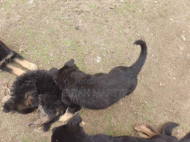 1-3 months Female Purebred German Shepherd - thumbnail 4