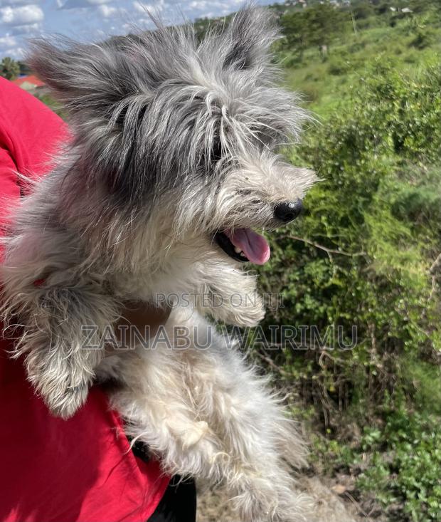 1+ year Female Purebred Maltese