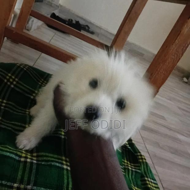 1-3 months Female Purebred Great Pyrenees - main view
