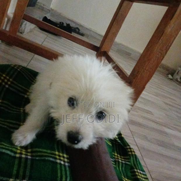 1-3 months Female Purebred Great Pyrenees - thumbnail 2