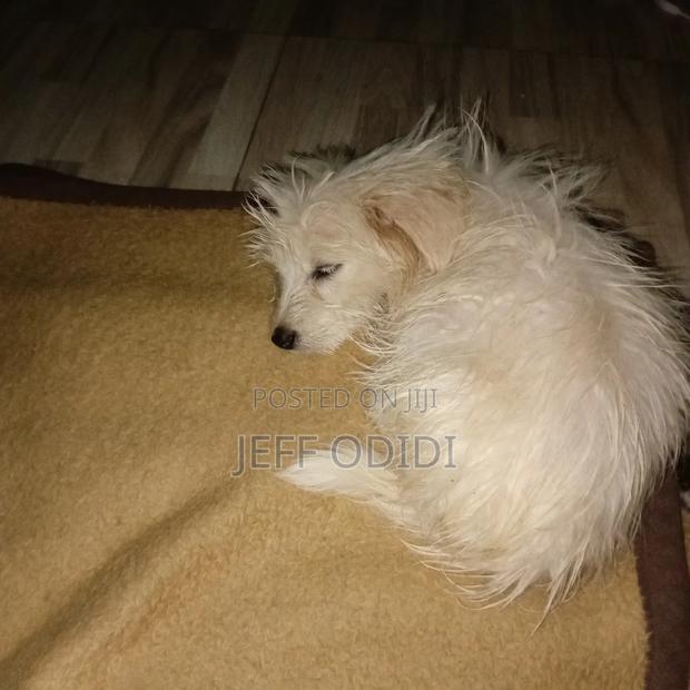 1-3 months Female Purebred Great Pyrenees - thumbnail 3