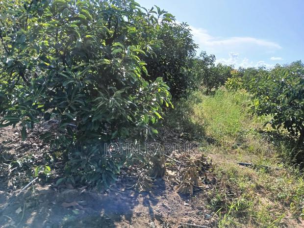 50 Acres Mature Ovacados Trees in Mananja 8km of Kenol/Sagana Highway - main view