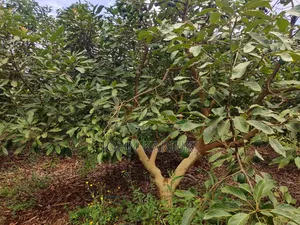 50 Acres Mature Ovacados Trees in Mananja 8km of Kenol/Sagana Highway