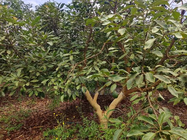 50 Acres Mature Ovacados Trees in Mananja 8km of Kenol/Sagana Highway - thumbnail 2