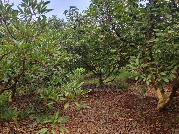 50 Acres Mature Ovacados Trees in Mananja 8km of Kenol/Sagana Highway - thumbnail 3