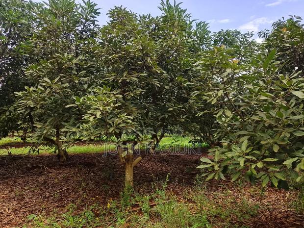 50 Acres Mature Ovacados Trees in Mananja 8km of Kenol/Sagana Highway - thumbnail 4