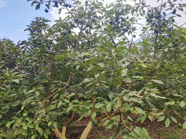 50 Acres Mature Ovacados Trees in Mananja 8km of Kenol/Sagana Highway - thumbnail 6