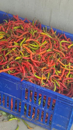 Bird Aye Dried Chilli