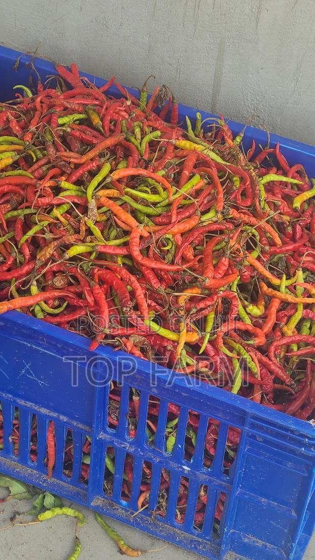 Bird Aye Dried Chilli