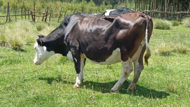 Dairy Cow's