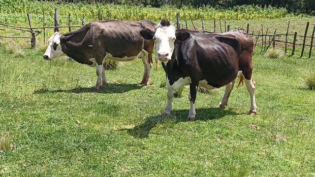 Dairy Cow's - thumbnail 2