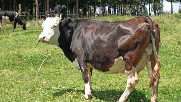 Dairy Cow's - thumbnail 3
