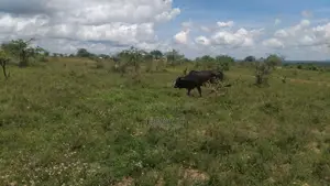 Konza Prime Plots Now Selling