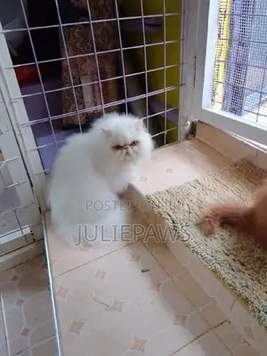 6-12 months Female Purebred Persian