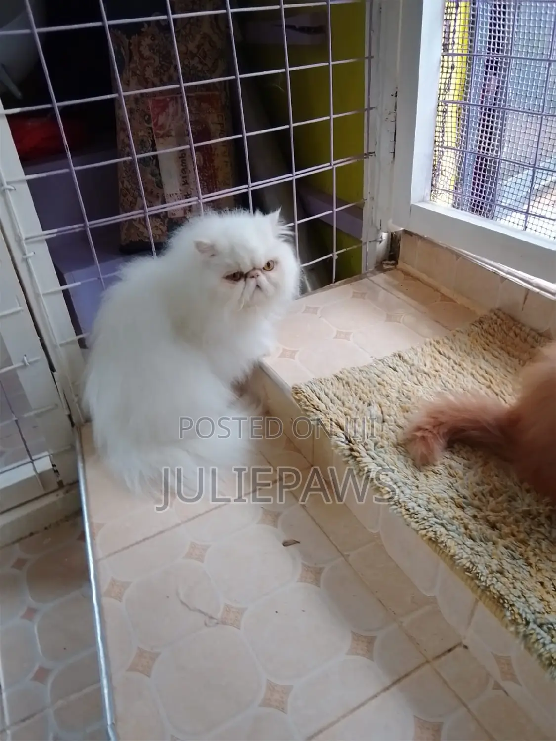 6-12 months Female Purebred Persian