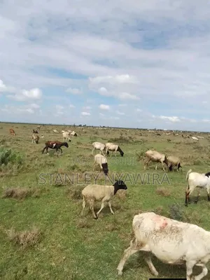 4 Acres Nanyuki Gobit