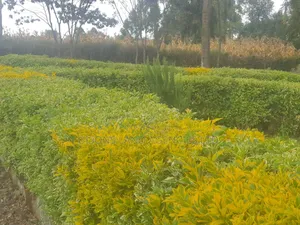 Available 1/4 Plot for Sale