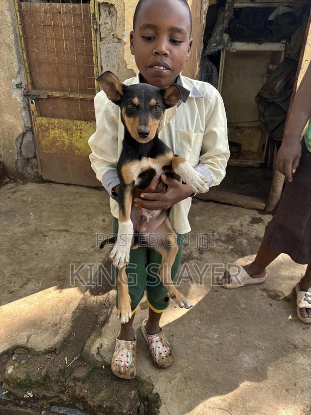3-6 months Male Mixed Breed Doberman Pinscher