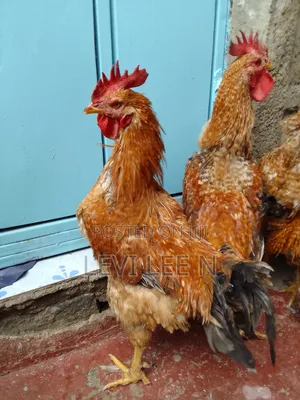 Kienyeji Chicken