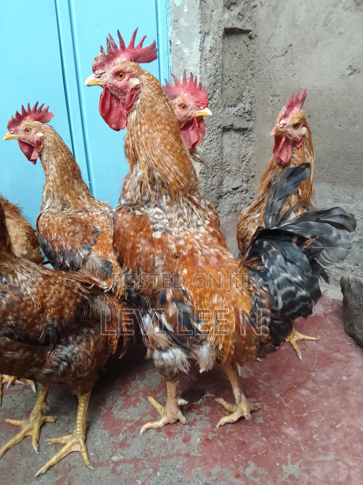 Kienyeji Chicken