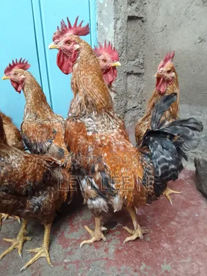 Kienyeji Chicken