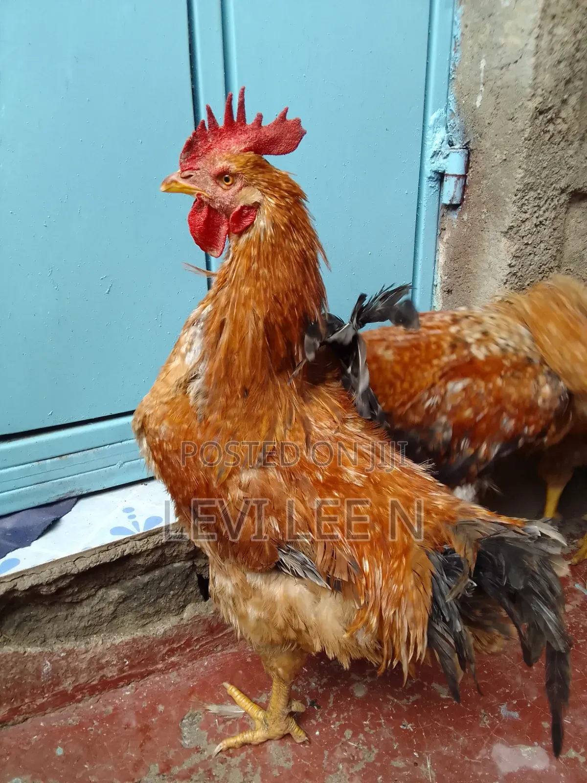 Kienyeji Chicken