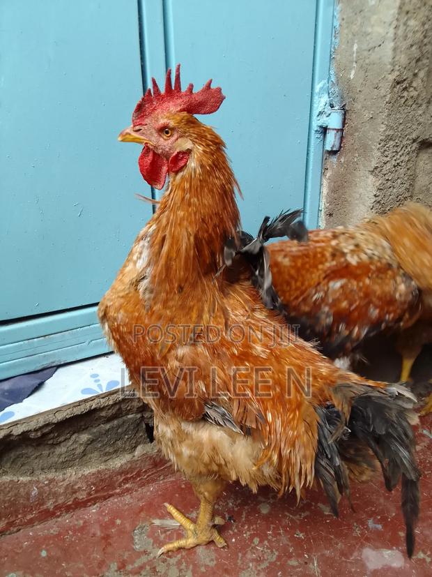 Kienyeji Chicken - thumbnail 3