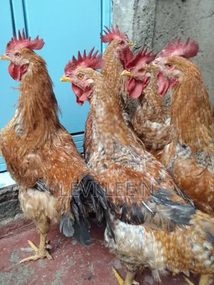Kienyeji Chicken