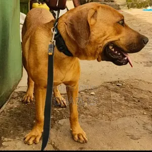 6-12 months Male Purebred Boerboel