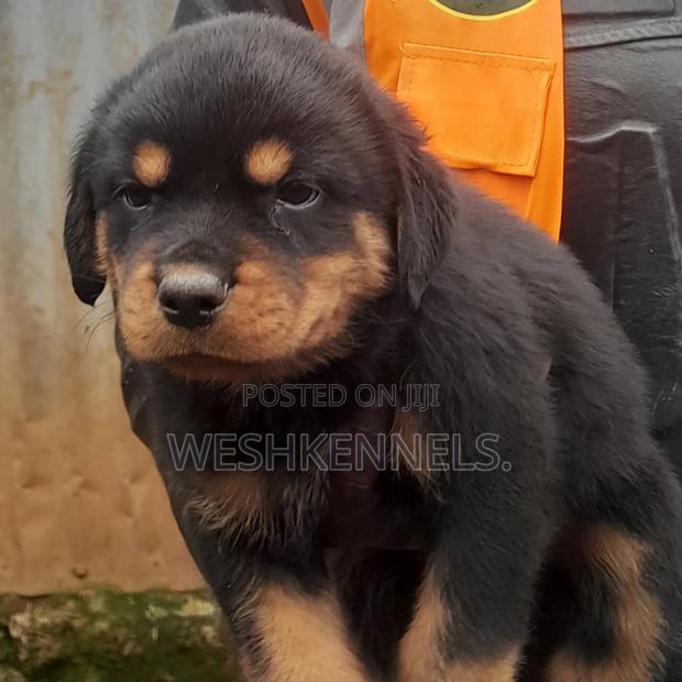 1-3 months Male Purebred Rottweiler