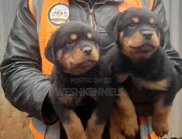 1-3 months Male Purebred Rottweiler - thumbnail 2