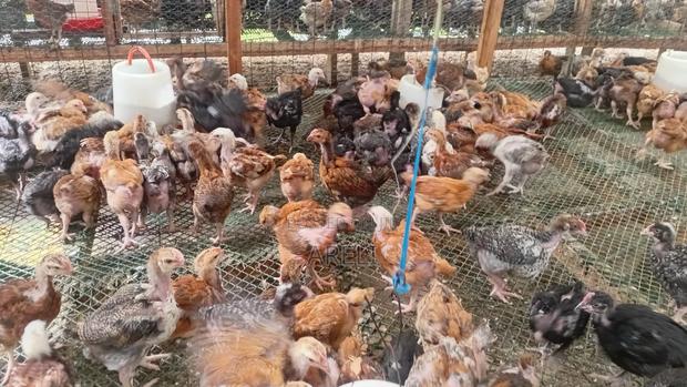 Improved Kienyeji Chicks