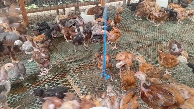 Improved Kienyeji Chicks - thumbnail 2