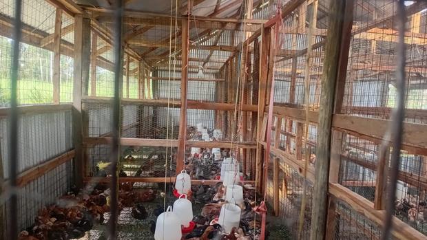 Improved Kienyeji Chicks - thumbnail 3