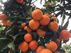 Grafted Pixie Orange Seedlings