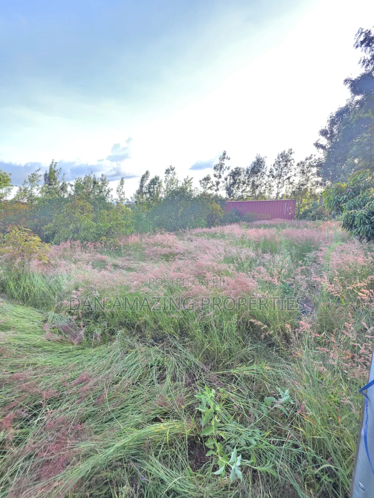 50by100 Redsoil Plot in Ngong Kibiku for Sale With Mature Fruit Trees
