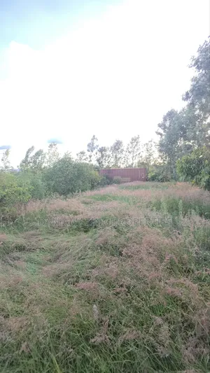 50by100 Redsoil Plot in Ngong Kibiku for Sale With Mature Fruit Trees