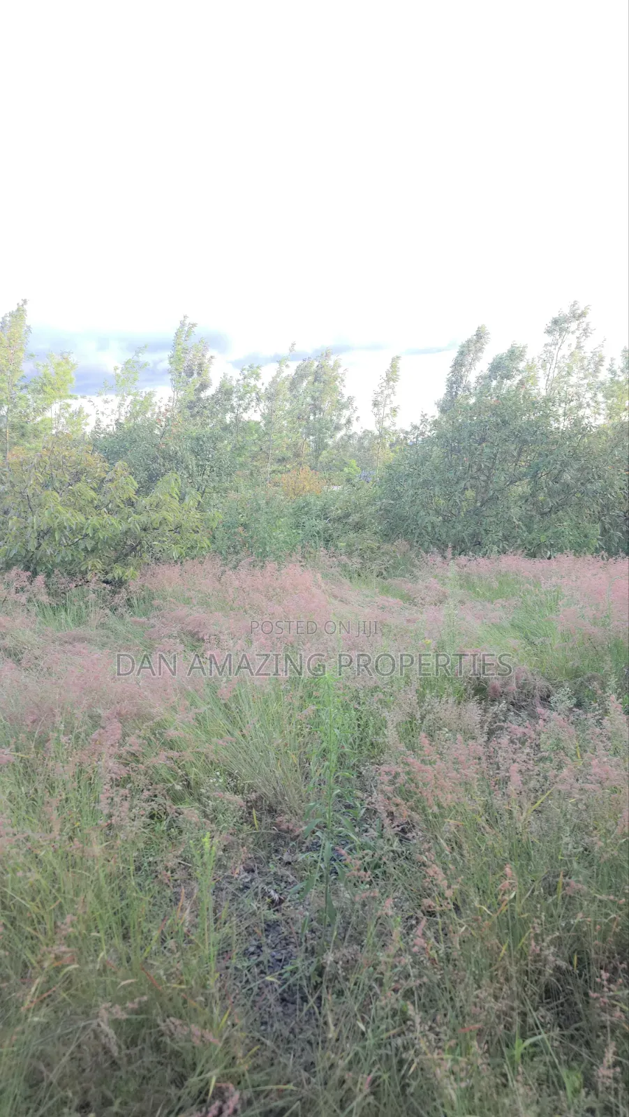 50by100 Redsoil Plot in Ngong Kibiku for Sale With Mature Fruit Trees