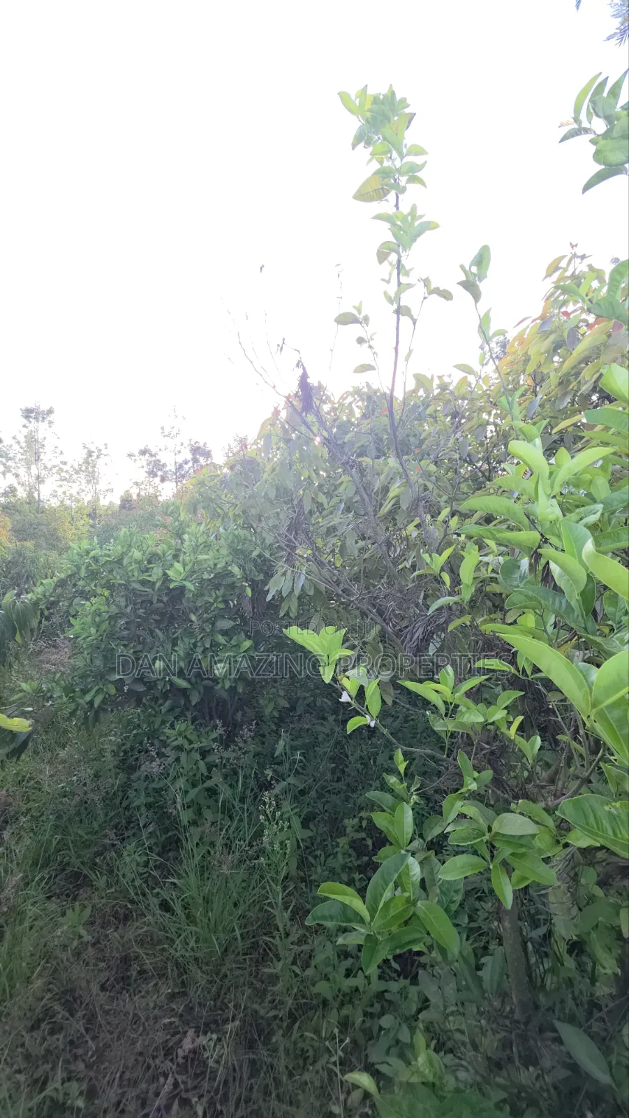 50by100 Redsoil Plot in Ngong Kibiku for Sale With Mature Fruit Trees