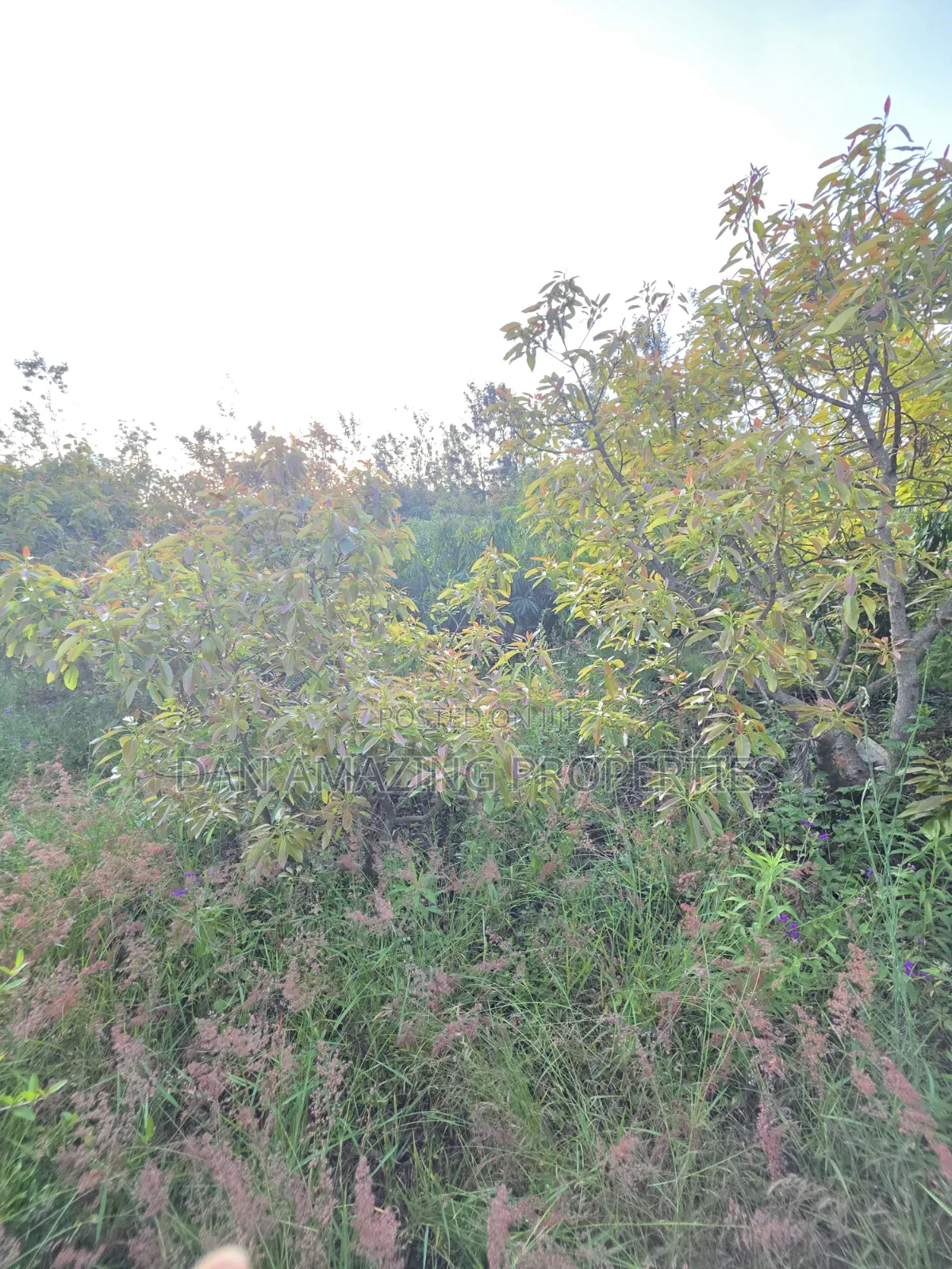 50by100 Redsoil Plot in Ngong Kibiku for Sale With Mature Fruit Trees