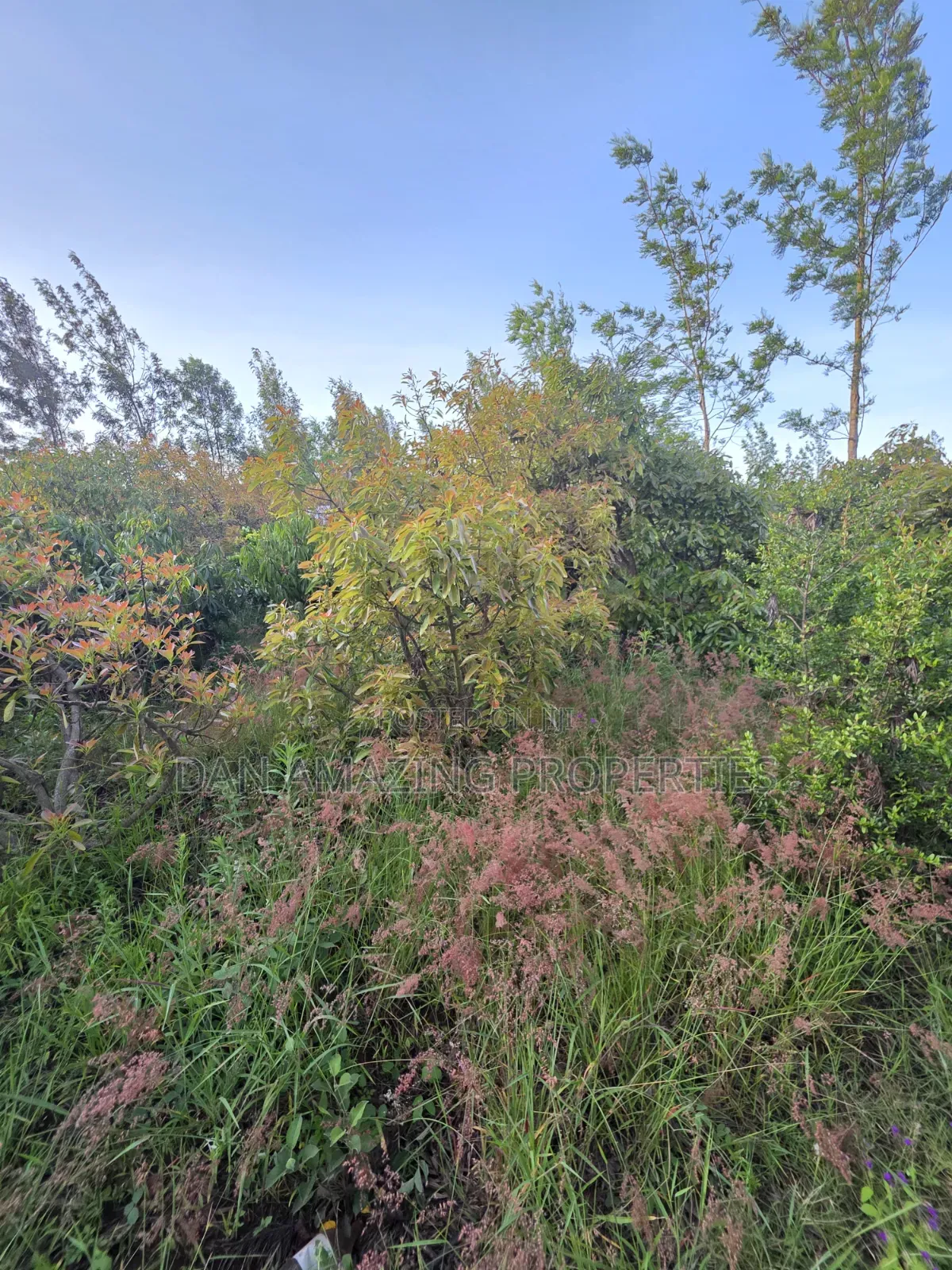 50by100 Redsoil Plot in Ngong Kibiku for Sale With Mature Fruit Trees