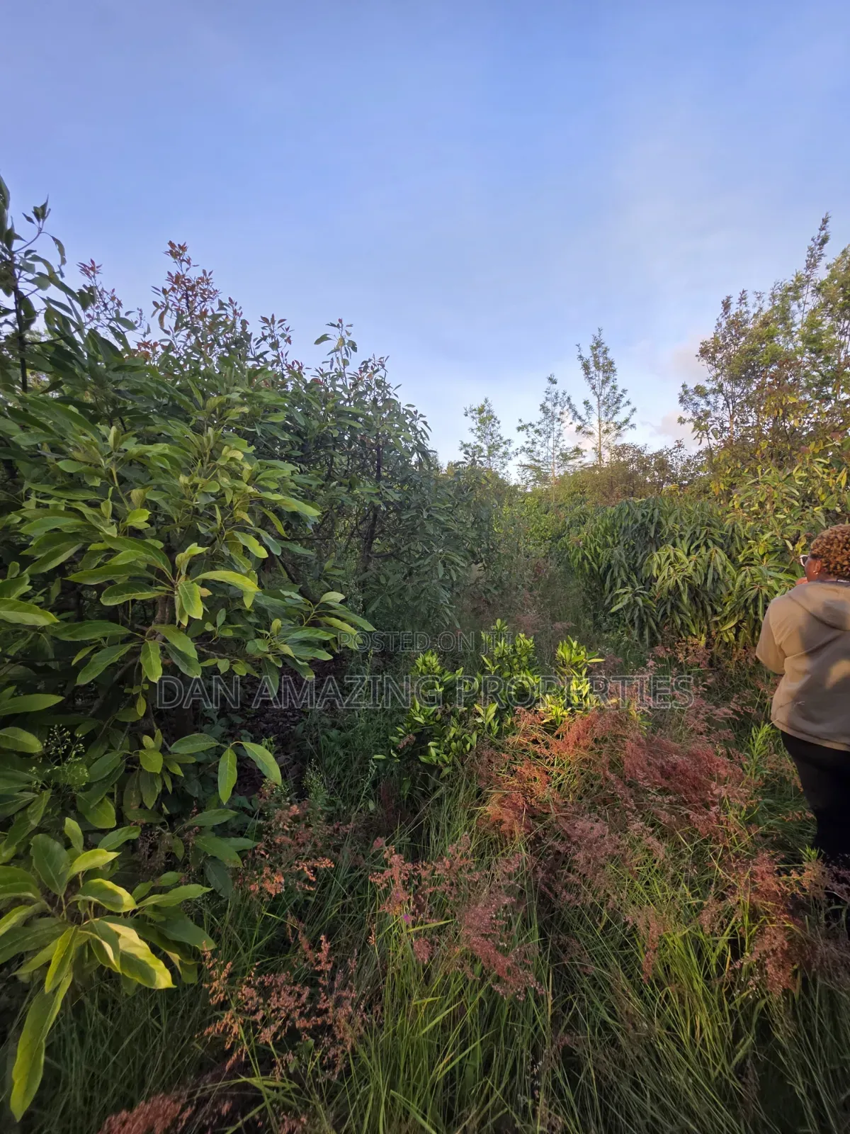 50by100 Redsoil Plot in Ngong Kibiku for Sale With Mature Fruit Trees