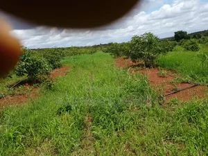 400-Acre Avocado Farm-river-mt.Kilimanjaro, Loitoktok | Freehold Title