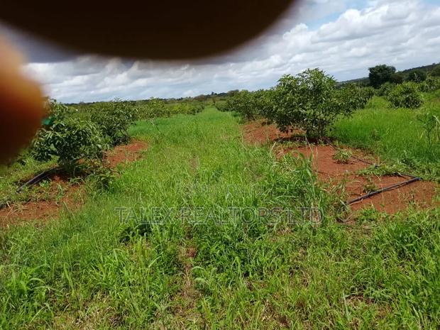 400-Acre Avocado Farm-river-mt.Kilimanjaro, Loitoktok | Freehold Title