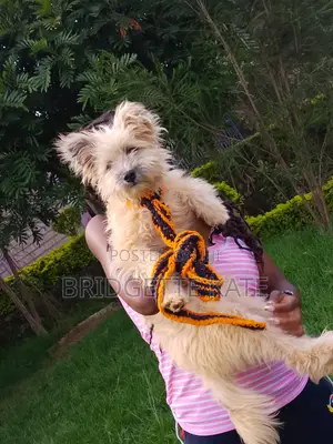 6-12 months Male Mixed Breed Maltese