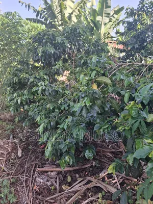 Gatundu South Muhoho Prime 4 Acres With Mature Coffee