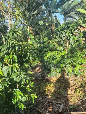 Gatundu South Muhoho Prime 4 Acres With Mature Coffee